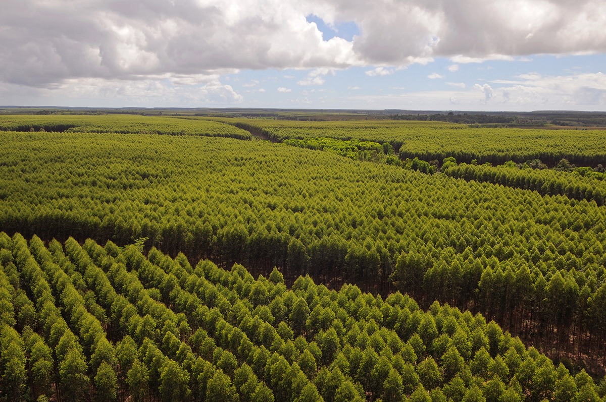 Suzano abre processos seletivos para diferentes áreas em Brasilândia, Ribas do Rio Pardo e Três Lagoas (MS)