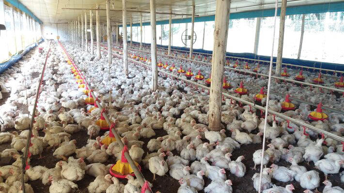 Gripe aviária: exportação de frango e ovos do Brasil está suspensa para 17 destinos; veja quais