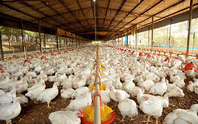 Mato Grosso do Sul é declarado livre da gripe aviária