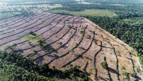 Desmatamento no Pantanal: a política que devasta um dos maiores tesouros naturais do planeta