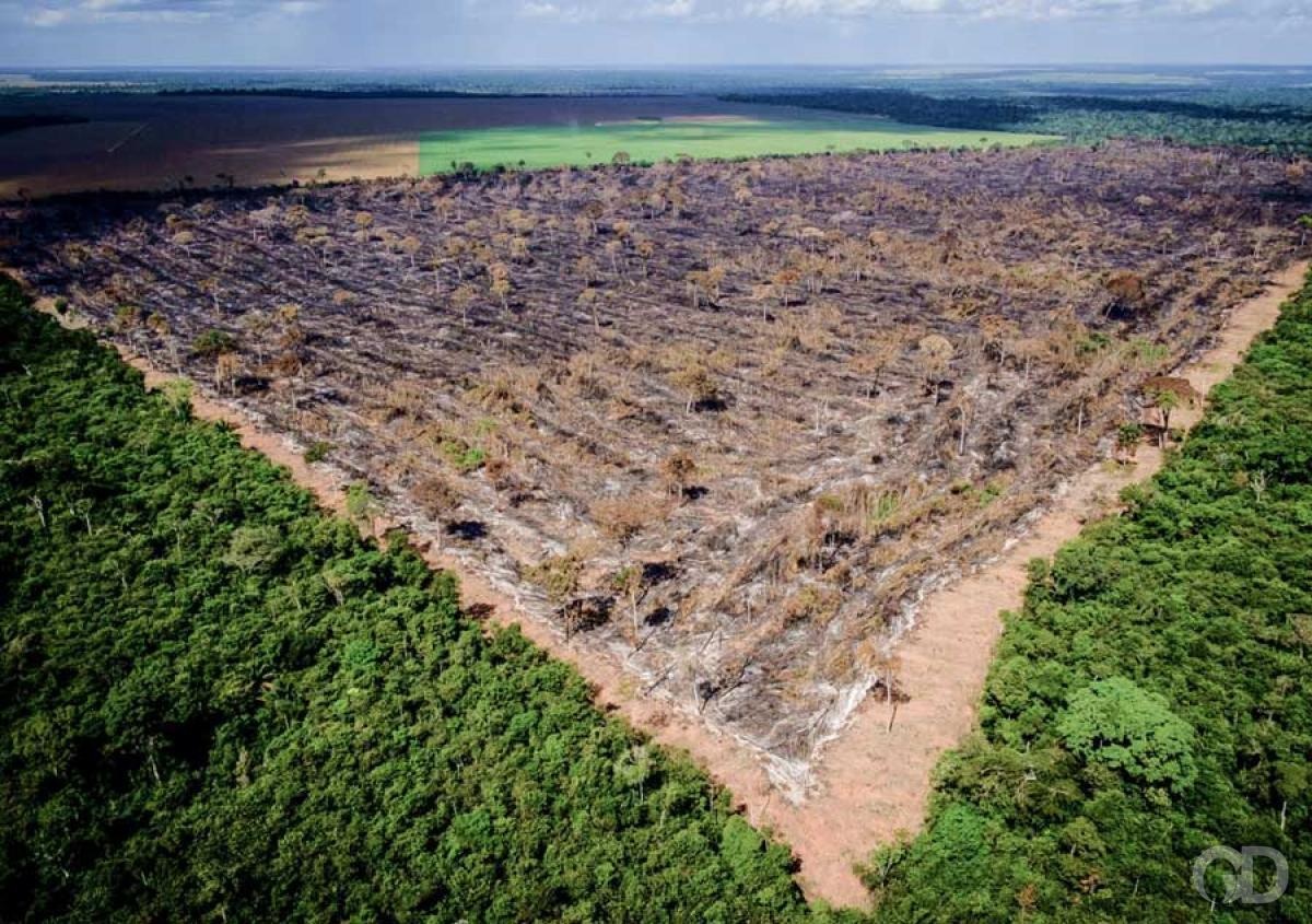 Uso político e interesses ocultos: como órgãos de proteção ambiental se tornam alvos de pressão no Pantanal sul-mato-grossense