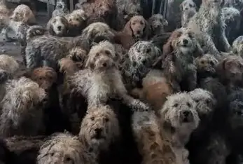 ONG resgata mais de 70 cães de fazenda de carne de cachorro na Coreia do Sul